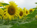 Sunflowers, Celigny, Switzerland, 2007